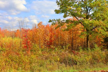 Kuzey Amerika doğudaki Bromont-Shefford Quebec eyaleti Kanada 'ya düştü