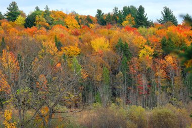 Kuzey Amerika doğudaki Bromont-Shefford Quebec eyaleti Kanada 'ya düştü