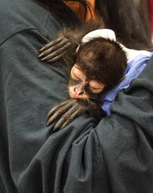 Küçük şirin maymun bebek.