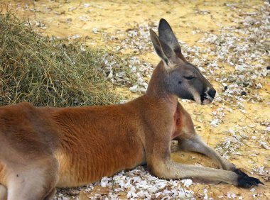 Kırmızı kanguru (Osphranter rufus), Avustralya 'ya özgü en büyük karasal memeli ve en büyük keseli hayvandır..