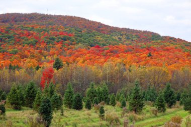 Dağlardaki renkli sonbahar manzarası