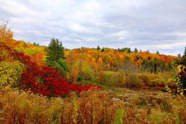 Ormandaki renkli sonbahar manzarası, renkli ağaçlar ve yapraklar