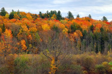 orman sonbahar renkleri