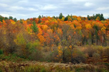 Renkli ağaçlarla dolu ormandaki rengarenk sonbahar manzarası