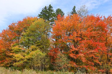 sonbahar renkleri, ağaçlar