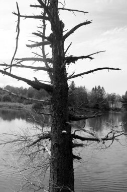 Siyah beyaz fotoğrafın arka planında ağaç dalları ve göl