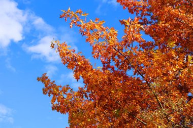 Sonbahar yaprakları, sonbahar bitkileri, Kuzey Amerika sonbahar yaprakları doğu kasabası Bromont-Shefford Quebec eyaleti Kanada