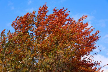Sonbahar yaprakları, sonbahar bitkileri, Kuzey Amerika sonbahar yaprakları doğu kasabası Bromont-Shefford Quebec eyaleti Kanada