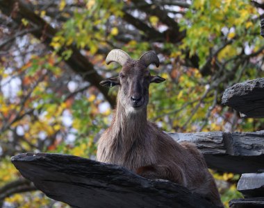 Tahrs vahşi keçi ile akraba olan büyük bir Asya artiodactyl türüdür..
