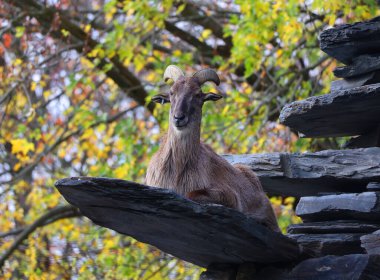 Tahrs vahşi keçi ile akraba olan büyük bir Asya artiodactyl türüdür..