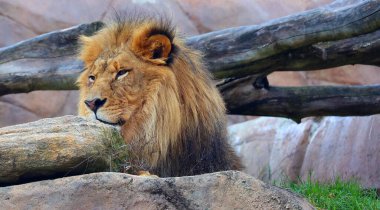 Aslan, Panthera cinsindeki dört büyük kediden biri ve Felidae familyasının bir üyesidir. Bazı erkekler 250 kg ağırlığı (550 lb) aşarak kaplandan sonra yaşayan en büyük ikinci kedidir.