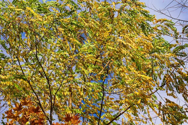 Autumn leaves, fall season flora, North American fall foliage eastern township Bromont-Shefford Quebec province Canada