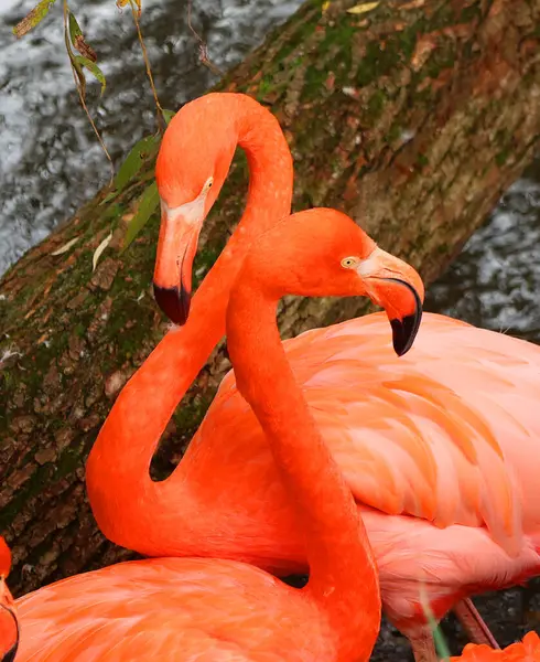 Amerikan flamingosu (Phoenicopterus ruber), büyük flamingo ve Şili flamingosuyla yakından ilişkili büyük bir flamingo türüdür..