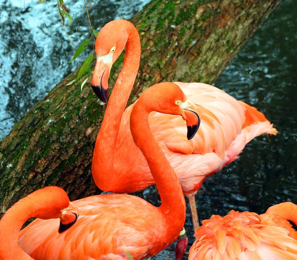 Amerikan flamingosu (Phoenicopterus ruber), büyük flamingo ve Şili flamingosuyla yakından ilişkili büyük bir flamingo türüdür..