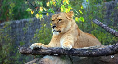 Aslan, Panthera cinsindeki dört büyük kediden biri ve Felidae familyasının bir üyesidir. Bazı erkekler 250 kg ağırlığı (550 lb) aşarak kaplandan sonra yaşayan en büyük ikinci kedidir.