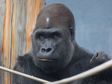 Goriller, Orta Afrika ormanlarında yaşayan, çoğunlukla otobur maymunlardır. Gorillerin DNA 'sı insanlarınkine çok benzer, 95-99%.