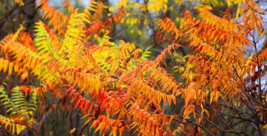 Sonbahar yaprakları, sonbahar bitkileri, Kuzey Amerika sonbahar yaprakları doğu kasabası Bromont-Shefford Quebec eyaleti Kanada