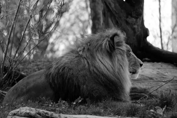 Aslan, Panthera cinsindeki dört büyük kediden biri ve Felidae familyasının bir üyesidir. Bazı erkekler 250 kg ağırlığı (550 lb) aşarak kaplandan sonra yaşayan en büyük ikinci kedidir.