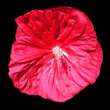 Hibiscus, Malvaceae familyasından bir bitki cinsidir. Oldukça büyüktür ve ılıman, subtropikal ve tropikal bölgelere özgü birkaç yüz tür içerir..