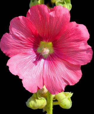 Hibiscus, Malvaceae familyasından bir bitki cinsidir. Oldukça büyüktür ve ılıman, subtropikal ve tropikal bölgelere özgü birkaç yüz tür içerir..