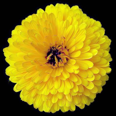 Parlak cam Dahlia, Meksika, Orta Amerika ve Kolombiya 'da yetişen tüylü, veremli ve uzun ömürlü bir bitki cinsidir. Yıldız çiçeğinin en az 36 türü vardır.