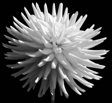 Parlak cam Dahlia, Meksika, Orta Amerika ve Kolombiya 'da yetişen tüylü, veremli ve uzun ömürlü bir bitki cinsidir. Yıldız çiçeğinin en az 36 türü vardır.