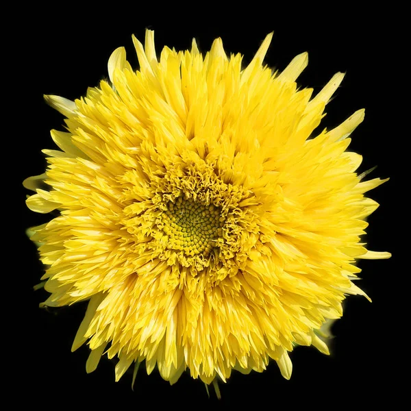 The sunflower is an annual plant native to the Americas. It possesses a large inflorescence, and its name is derived from the flower\'s shape and image, which is often used to depict the sun.