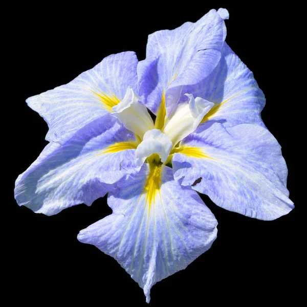 stock image Iris is a genus of about 260300 species of flowering plants with showy flowers. It takes its name from the Greek word for a rainbow, which is also the name for the Greek goddess of the rainbow, Iris.