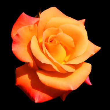 Gül, gülgiller (Rosaceae) familyasından, Rosa cinsinin uzun ömürlü bir çiçeğidir. Yüzden fazla tür ve binlerce tarla kuşu var..