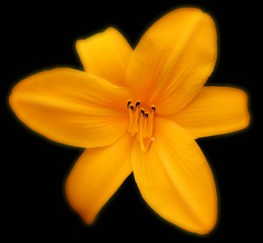 Amaryllis, Amaryllidinae kabilesindeki tek cinstir. Çiçek açan ampullerin iki türü olan küçük bir cinsidir..        