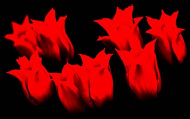 Lale çiçekleri siyah arkaplanda izole edilmiş