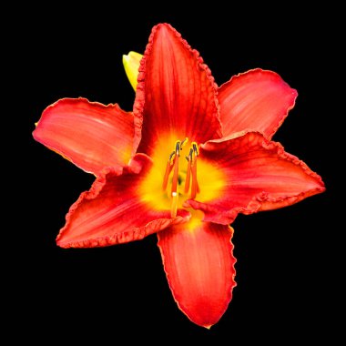 Amaryllis, Amaryllidinae kabilesindeki tek cinstir. Çiçek açan ampullerin iki türü olan küçük bir cinsidir..