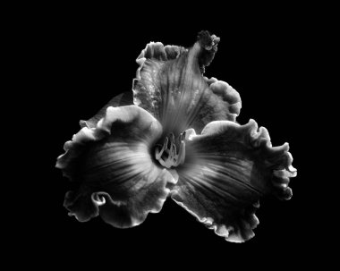 Amaryllis, Amaryllidinae kabilesindeki tek cinstir. Çiçek açan ampullerin iki türü olan küçük bir cinsidir..