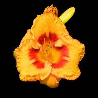 Amaryllis, Amaryllidinae kabilesindeki tek cinstir. Çiçek açan ampullerin iki türü olan küçük bir cinsidir..