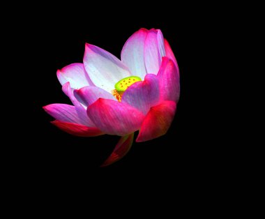 Lotus çiçeği Nelumbo nucifera, Hint Lotusu, Kutsal Lotus, Hindistan Bean of India, Nelumbonaceae familyasından bir bitki türü..