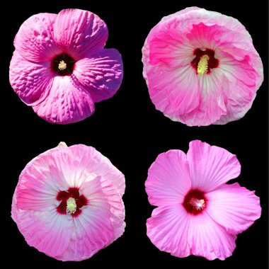 Hibiscus, Malvaceae familyasından bir bitki cinsidir. Oldukça büyüktür ve ılıman, subtropikal ve tropikal bölgelere özgü birkaç yüz tür içerir..