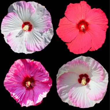 Hibiscus, Malvaceae familyasından bir bitki cinsidir. Oldukça büyüktür ve ılıman, subtropikal ve tropikal bölgelere özgü birkaç yüz tür içerir..