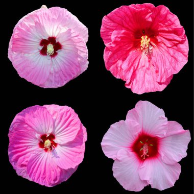 Hibiscus, Malvaceae familyasından bir bitki cinsidir. Oldukça büyüktür ve ılıman, subtropikal ve tropikal bölgelere özgü birkaç yüz tür içerir..