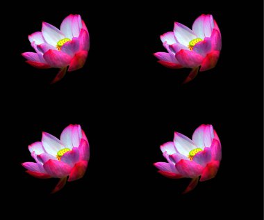 Lotus çiçeği Nelumbo nucifera, Hint Lotusu, Kutsal Lotus, Hindistan Bean of India, Nelumbonaceae familyasından bir bitki türü..