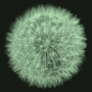 Siyah arka plandaki sarı karahindiba otlağında karahindiba başı tohumu ektim. Aslan dişi.