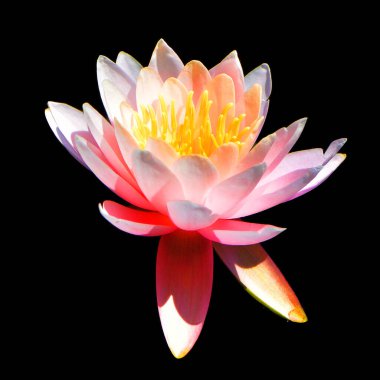 Lotus çiçeği Nelumbo nucifera, Hint Lotusu, Kutsal Lotus, Hindistan Bean of India, Nelumbonaceae familyasından bir bitki türü..