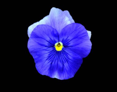 Bahçe nonoşu, Viola bir bahçe çiçeği olarak yetiştirilmiş çok renkli büyük çiçekli bir bitki türüdür. Avrupa ve Batı Asya 'nın bir kır çiçeği Heartsease olarak bilinir..