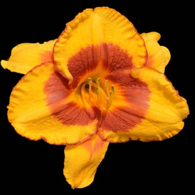 Amaryllis, Amaryllidinae kabilesindeki tek cinstir. Çiçek açan ampullerin iki türü olan küçük bir cinsidir..