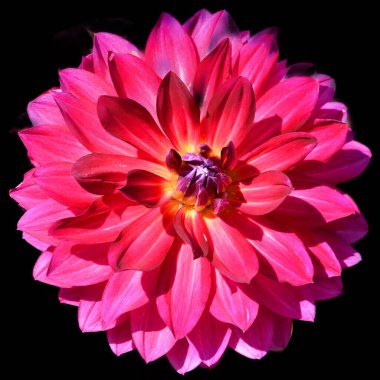 Parlak cam Dahlia, Meksika, Orta Amerika ve Kolombiya 'da yetişen tüylü, veremli ve uzun ömürlü bir bitki cinsidir. Yıldız çiçeğinin en az 36 türü vardır.