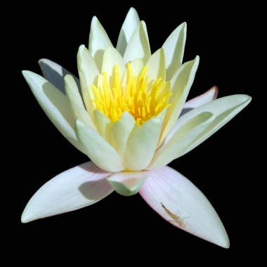 Lotus çiçeği Nelumbo nucifera, Hint Lotusu, Kutsal Lotus, Hindistan Bean of India, Nelumbonaceae familyasından bir bitki türü..