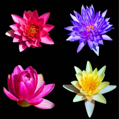 Lotus çiçeği Nelumbo nucifera, Hint Lotusu, Kutsal Lotus, Hindistan Bean of India, Nelumbonaceae familyasından bir bitki türü..