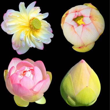 Lotus çiçeği Nelumbo nucifera, Hint Lotusu, Kutsal Lotus, Hindistan Bean of India, Nelumbonaceae familyasından bir bitki türü..