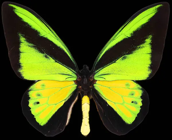Black yellow green butterfly on black