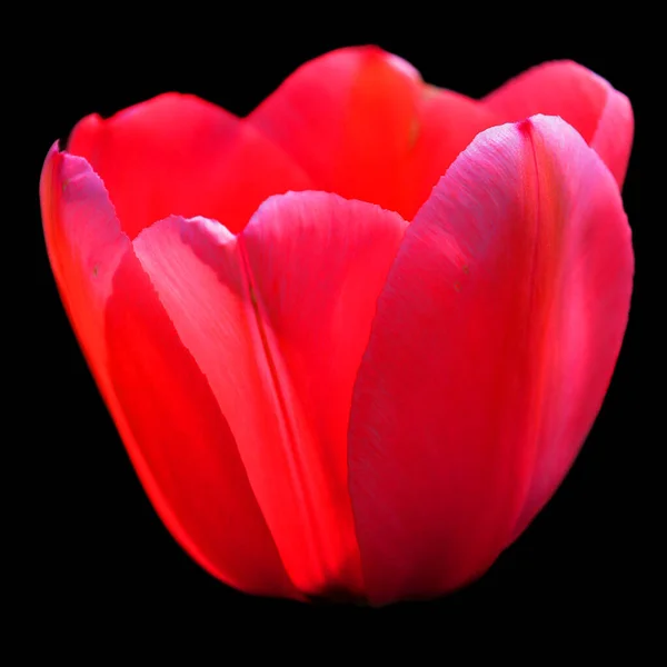 red tulip flower on white background