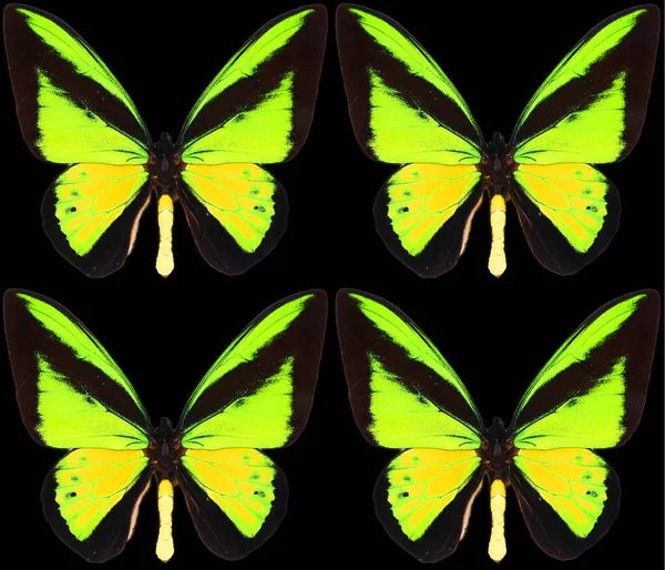 Black yellow green butterfly on black